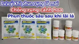 Lưu ý khi phun rụng lá mai, chống  rụng cánh hoa