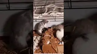 SHORT! Neutered male and intact female rats mating while in heat #petrats