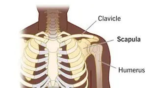 lets understand clavicle #physio #anatomy #clavicle