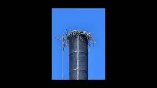 Hiking the NCT to the east of the Humpback Bridge #NCT #Hike100NCT #upperpeninsula #Michigan