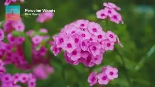 Peruvian Woods.(No Copyright songs)