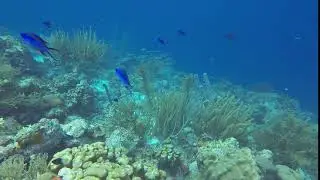 Blue Chromis 2 001
