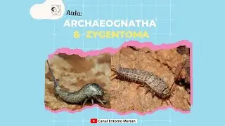 Insecta: Archaeognatha & Zygentoma