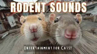 Rodent Sounds for Cats | Mice, Rats & Hamster Noises | Cat Entertainment Video