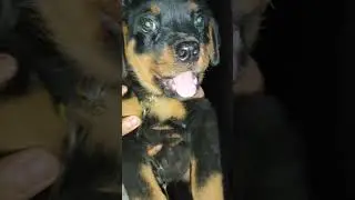 playing with Rubi #rottweiler #Sohel Shaikh Vlogs #Shorts