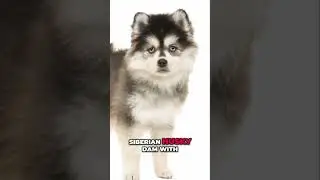 Pomsky Puppies: The Adorable Designer Breed EXPLAINED!