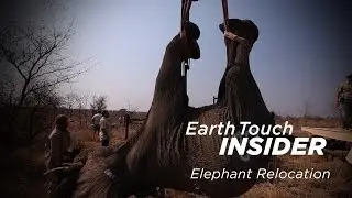Operation Elephant Relocation