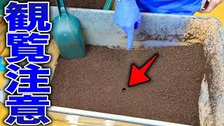 全身真っ赤なカブトムシを100リットルケースで放置したら全く予想してなかった結果に