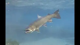 Another Metolius River Bull Trout