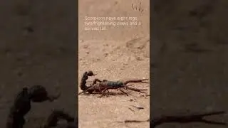 Scorpion's Shorts - No. 3 | Discover with Sabi
