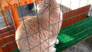 My Catio Outhouse