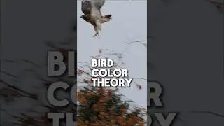 Birds see different complementary colors than us!