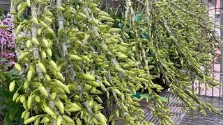 u lồi thân to như cây mía, kèn lai châu, giả hạc pháp hoa to như cái bát. lh 0398 228 633