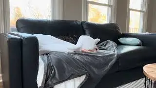Sleeping Dog for 15 minutes | Real Naps | Cozy Loving Room | No Music
