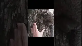 Baby Monkey Reunited with Mom #shorts