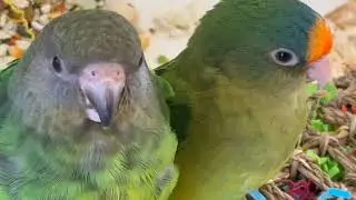 Lorikeets parakeets Amazon parrot mandrill rabbit conures macaw geese pigeons jungle journeys 16309