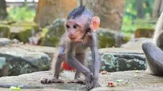 Soft food and Fruit can possible help extra feeding baby monkey Jester