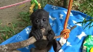 Baby Howler Monkey Is About To Need A Bigger Jungle Gym