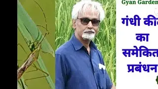 Tips To Control Gundhi Bug of Paddy, Agri Vid Series@gyangarden