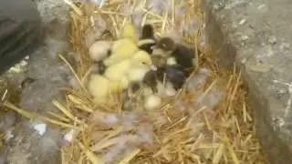 Nacimiento de patitos
