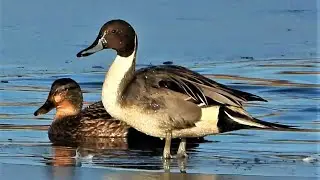 Pintails & Mallard DUCKS - Nikon P1000 - Anas acuta & Anas platyrhynchos