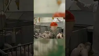Automated pig farms in Denmark