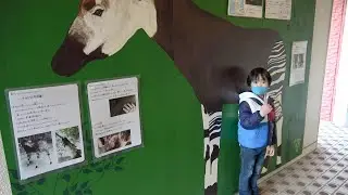 おでかけ 金沢動物園へ行ったよ！コアラをみつけたよ！ レオスマイル