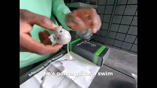How to use a plank mouse trap #2