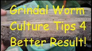 Grindal worms tips