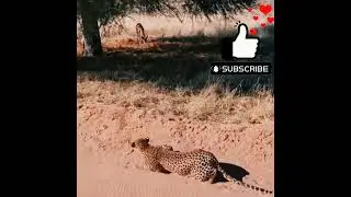 Leopard Vs Crocodile / Leopard Vs Fish / Snake Vs Mongoose / Snake Vs Nolia #तेंदुआ #साँप #Video