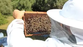 BEE FARMER | #LOCALHONEYMAN