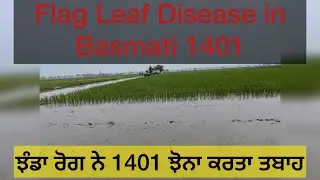 Flag Leaf Disease in Basmati 1401 (ਝੰਡਾ ਰੋਗ ਨੇ 1401 ਝੋਨਾ ਕਰਤਾ ਤਬਾਹ)&hellip;