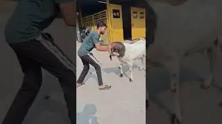 👑 kotaa👑 Al Farid Goat Farm 👑 #goat #bakrabazar #goatfarm #bull #beautifullgoats #goathusbandry