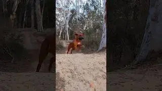 My Ridgeback Loki runs making anything athletic look easy- soo annoying😅 #ridgeback #dog #slowmotion