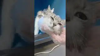 Алсу из пустующего СНТ, жизненно необходим дом или куратор,заметьте малышку