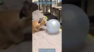 floppa vs balloon . want part 2