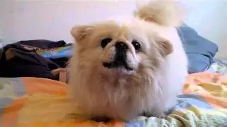 Pekingese Luby - Barking