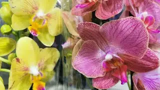 В Сочи первый завоз в 2026 году.. 🌺