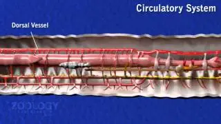 Earthworm: circulatory system