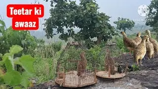 Sweet voice of baby Teetar ki awaaz - Best Grey Francolin Sound | Partridge calling Pheasant