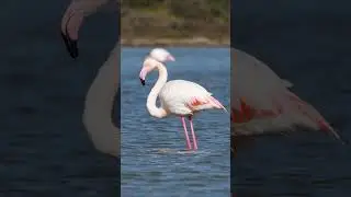 pink flamingos in the lake wild greater flamingo | Stock Drift | #stockfootage #wildlife