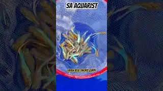Japan Blue Sword Guppy - Searching for new home! || SA AQUARIST #guppy #shorts #viral #fish