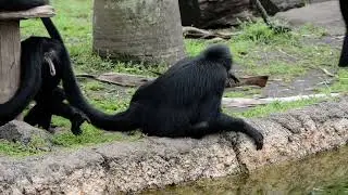 Colombian Spider monkey, KUMAMOTO Zoological Garden, JAPAN