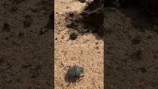 This is what I call a healthy ecosystem - buffalo dung full of beetles alive and hard working! 🪲🙌🏻