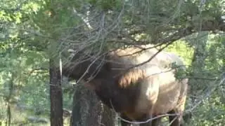 Field Judging Bull Elk Antlers-Guess the Score 3