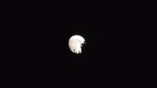Moon and treetop at 15x