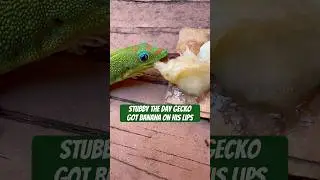 Stubby day gecko got banana on lips #gecko #lizard #reptiles #cuteanimals #funnyanimals #funnyshort