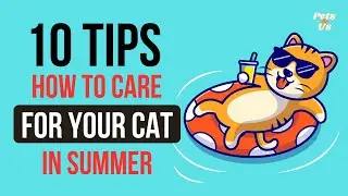 🌞 10 Tips How To Care For Your Cat In Summer 🐱 | Keep Your Feline Safe & Cool! | Pet and Us