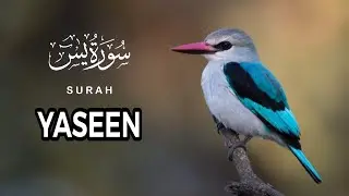 Beautiful Tilawat Of -Surah Yaseen Sunlight Reaction Kitabullah Sr Full Tilawat ( سورہ یٰس تلاوت )