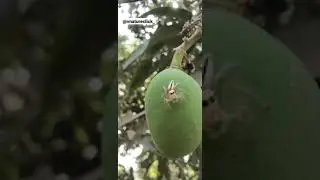 wild spider #shorts #short #vnatureclick_ #spider #wildspider